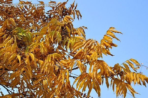 ��Ӳӵ�Ҷ��