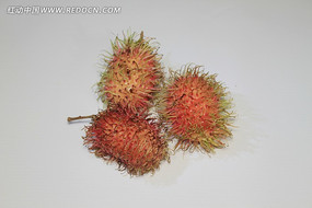 ���ʵĺ�ë��