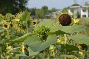 ���տ�����