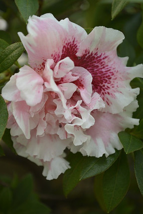 一朵盛开的四海波