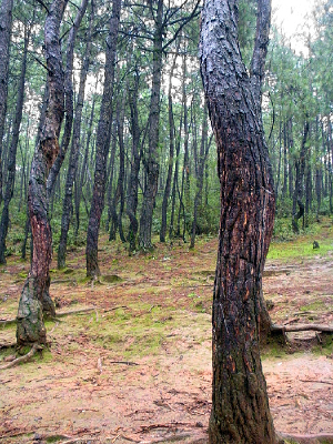 ɭ�ֹ���ԭʼɭ��