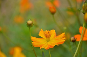 ʢ����С̫��