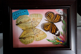 ά��˹����