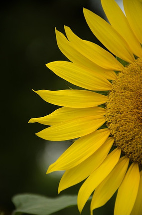 ë����տ���