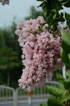 ���Ļ���