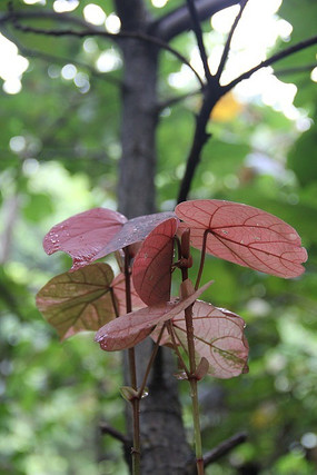 ��֦�ϵ���ѿ