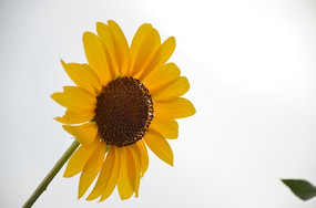 ��ɫ��������տ�