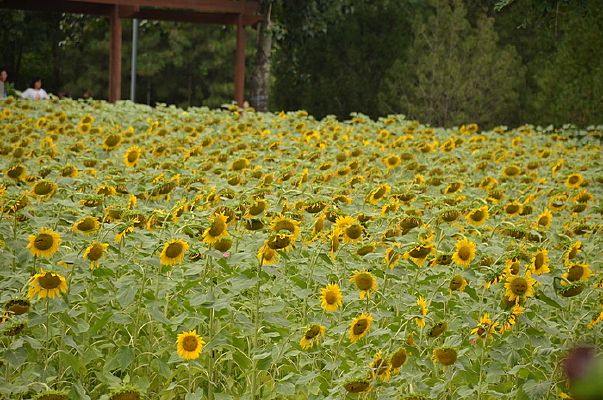 ���տ���