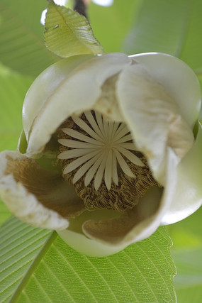 ��Ҷ���һ�