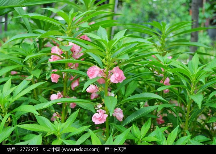 鳳仙花植物