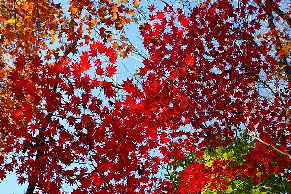 ��Ҷ������