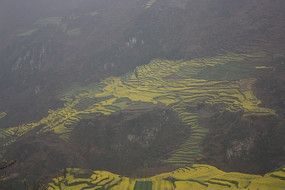 ɽ�ϵĳ�ƬҰ��