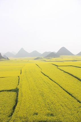 ��ɫ����