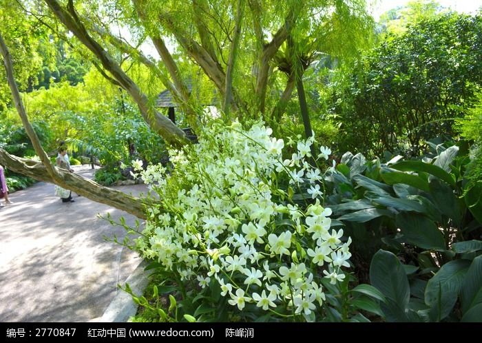 一群小百花在树荫下乘凉高清图片下载_红动中国