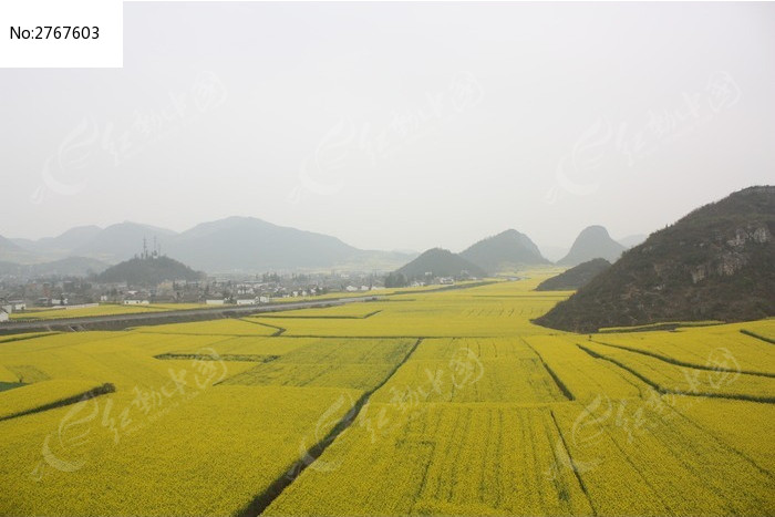 油菜花田地与村庄远景图片