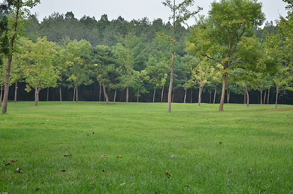 ��ƺ������