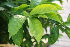 ������Ҷ