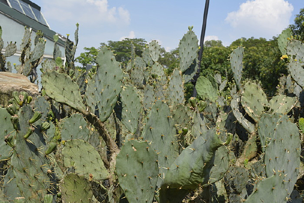 ��ɫ��������