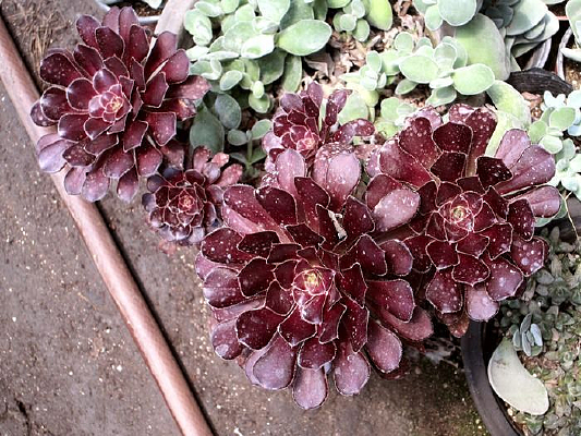 ����ֲ��ڷ�ʦ