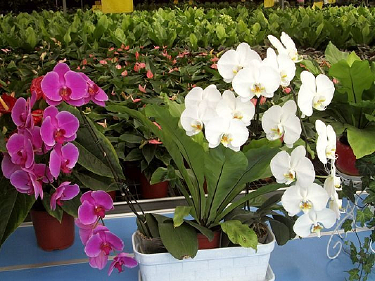 ��׺�����