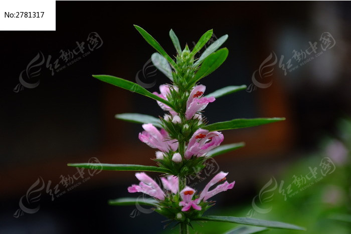 ��������ĸ��ͼƬ