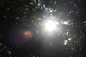 ͸����Ҷ������