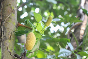 ���첤����