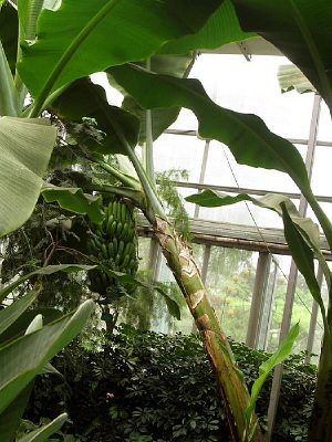 �ȴ�ֲ���㽶��