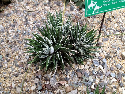 ����ʮ��