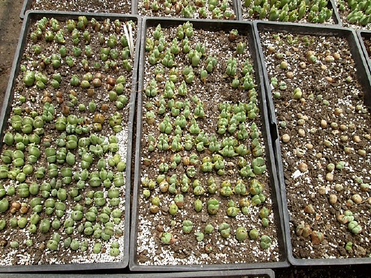 ��ʯ������