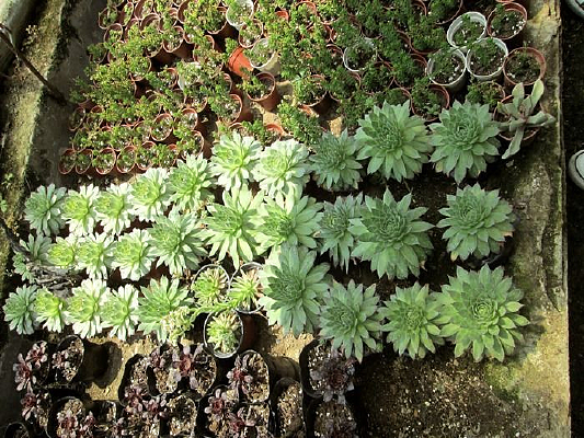 ������ֲ����