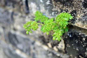 ǽ����ֲ��