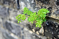 ǽ����ֲ��