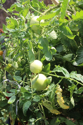 ��԰����