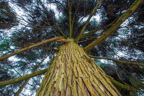 枝干粗壮的大树