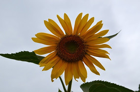 ���տ�����