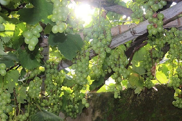 �����µ����Ѽ�