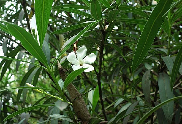 �����һ����ɫ����