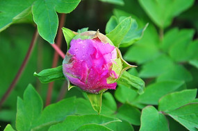 ���ĵ����