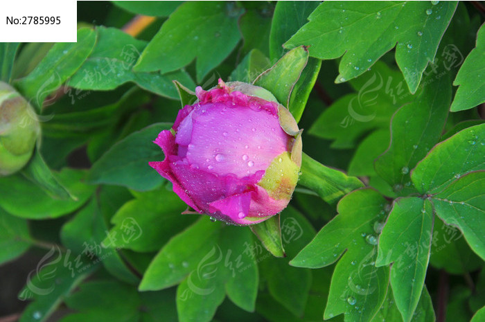 紫色的花蕾 花苞