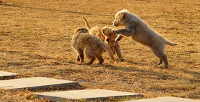 ��ֻ���ﹷ