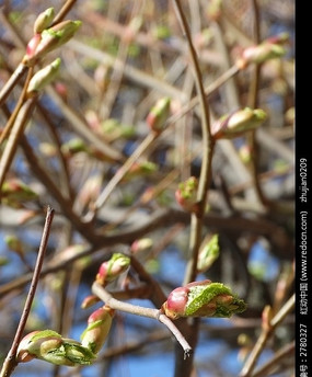 ������ѿ