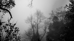 û����Ҷ��֦