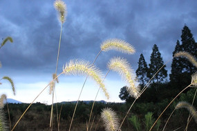 ��ɫ��β�Ͳ�