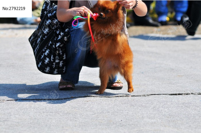 人和博美犬的合照图片