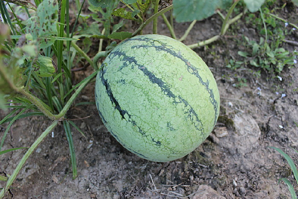 ��԰�������