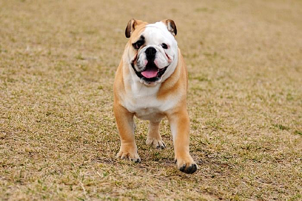 ������ţ