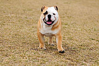 ������ţ