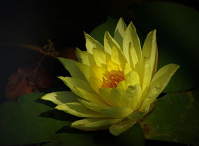 ��ɫ������