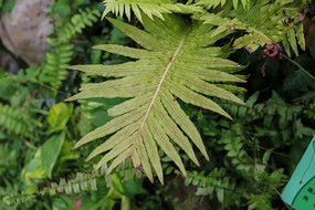 ��Ҷ������